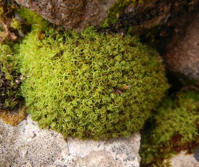 Vinealobryum insulanum, photographed by Jon Mortin