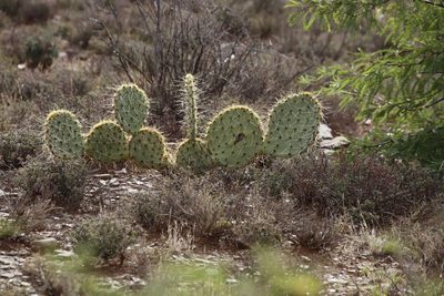 Opuntia rastrera, photographed by Tony Rebelo