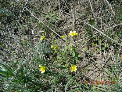 Ranunculus oxyspermus, photographed by Galyna Mykytynets