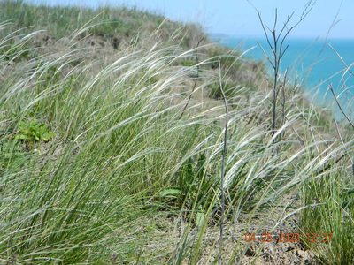 Stipa lessingiana, photographed by Galyna Mykytynets