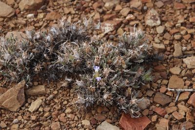 Blepharis mitrata, photographed by Tony Rebelo