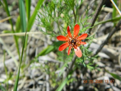 Adonis flammea, photographed by Galyna Mykytynets