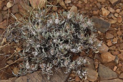 Blepharis mitrata, photographed by Tony Rebelo