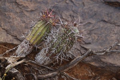 Euphorbia stellispina, photographed by Tony Rebelo