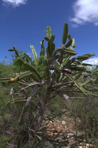 Leptocereus paniculatus, photographed by Brian Oakes Haiti Hunter