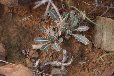 Blepharis mitrata, photographed by Tony Rebelo
