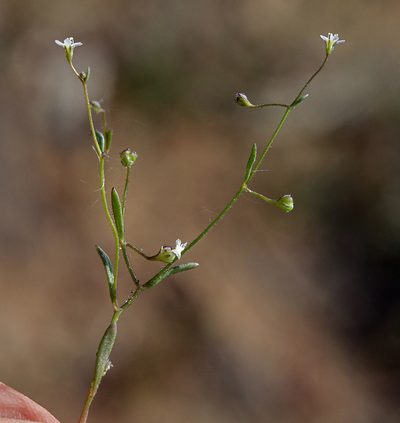 Lathrocasis tenerrima, photographed by Steve Matson