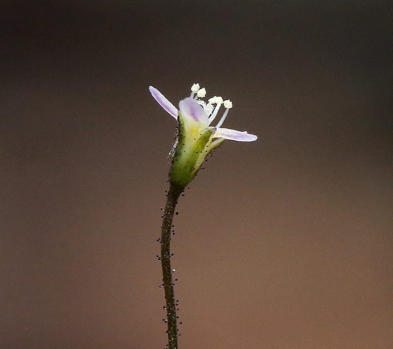 Lathrocasis tenerrima, photographed by Steve Matson