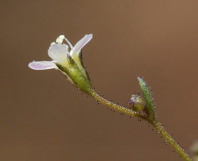 Lathrocasis tenerrima, photographed by Steve Matson