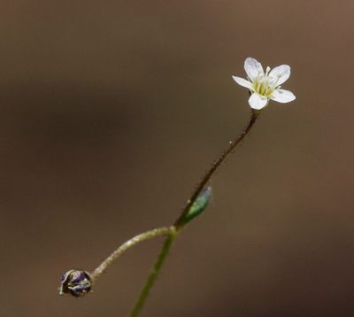 Lathrocasis tenerrima, photographed by Steve Matson