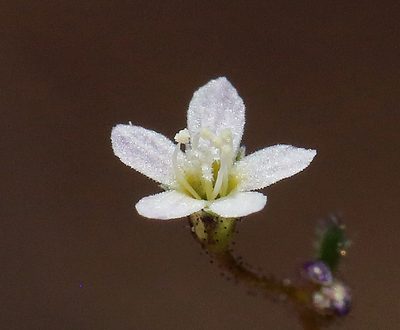 Lathrocasis tenerrima, photographed by Steve Matson