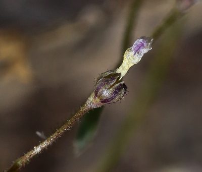 Lathrocasis tenerrima, photographed by Steve Matson