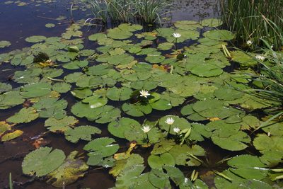 Nymphaea pulchella, photographed by Brian Oakes Haiti Hunter