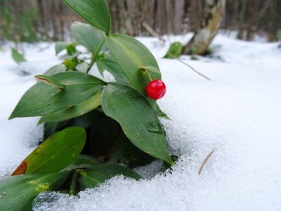 Ruscus hypoglossum, photographed by Пані Тимошенко