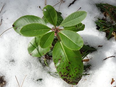 Arbutus andrachne, photographed by Пані Тимошенко