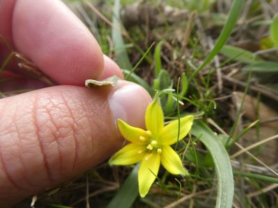 Gagea granatellii, photographed by Bastien Alegot