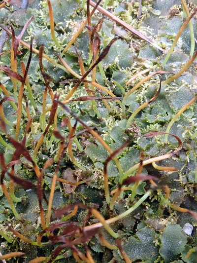 Phaeomegaceros coriaceus, photographed by Peter de Lange