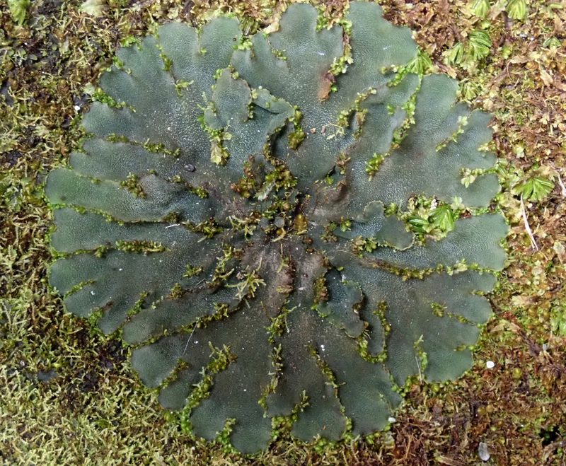 Phaeomegaceros coriaceus, photographed by Peter de Lange
