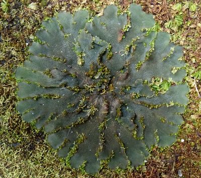 Phaeomegaceros coriaceus, photographed by Peter de Lange
