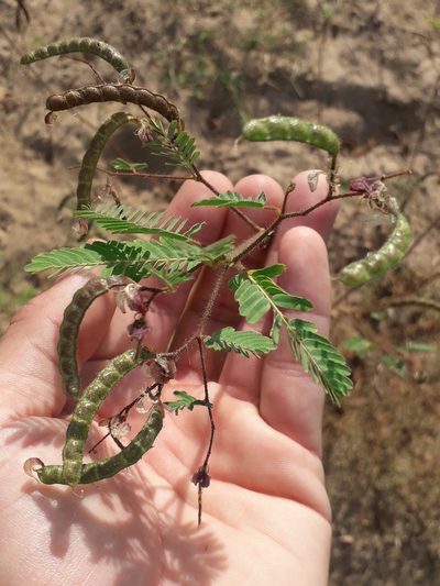 Aeschynomene rudis, photographed by Eduardo Luis Beltrocco