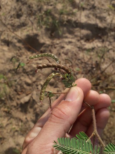 Aeschynomene rudis, photographed by Eduardo Luis Beltrocco