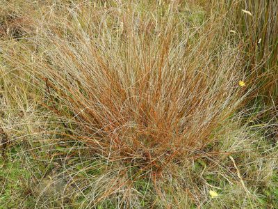Carex punicea, photographed by Santiago Martín-Bravo