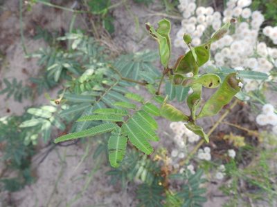 Mimosa tweedieana, photographed by Eduardo Luis Beltrocco