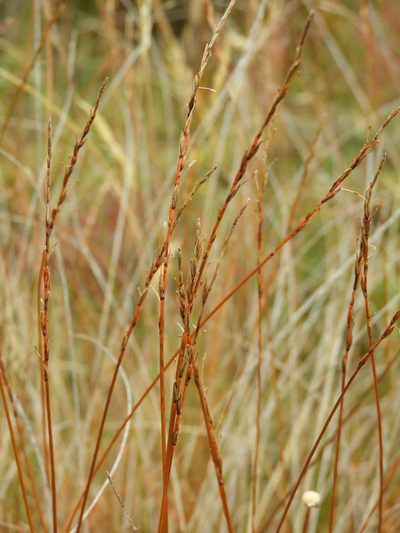 Carex punicea, photographed by Santiago Martín-Bravo