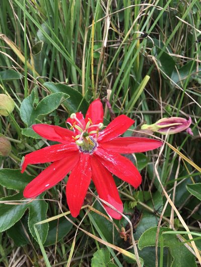 Passiflora manicata, photographed by margaritarestrepou