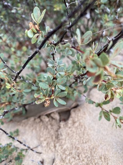 Chamaecrista ramosa, photographed by Tim Hirsch