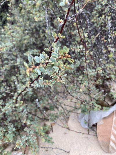 Chamaecrista ramosa, photographed by Tim Hirsch