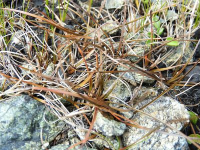 Carex uncifolia, photographed by Santiago Martín-Bravo