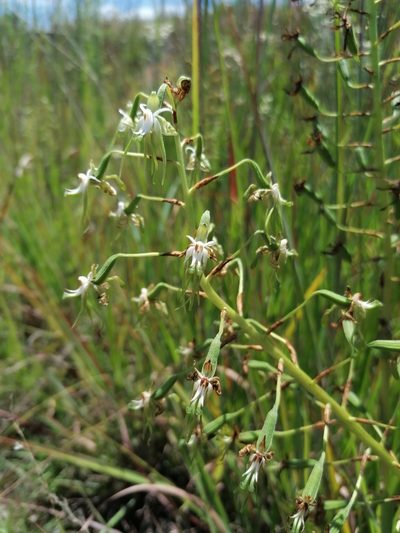 Habenaria schimperiana, photographed by Andrew Hankey