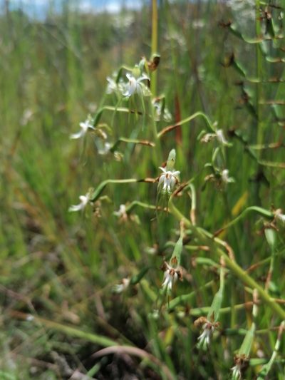 Habenaria schimperiana, photographed by Andrew Hankey