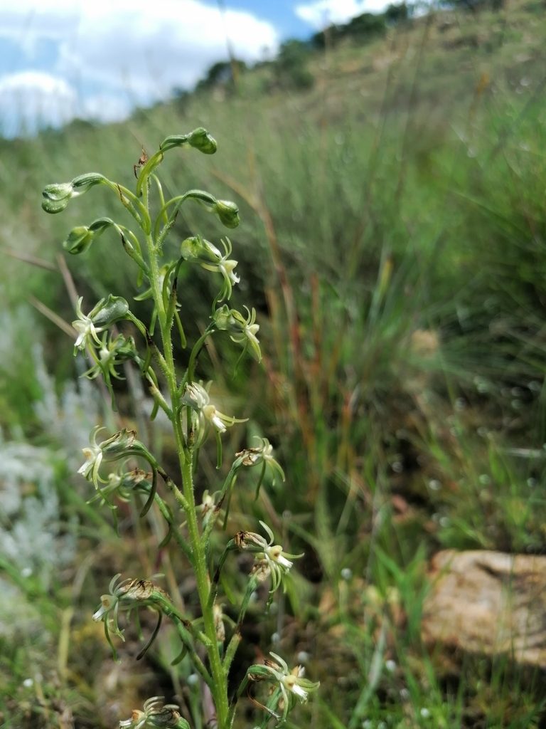 Habenaria galpinii, photographed by Andrew Hankey