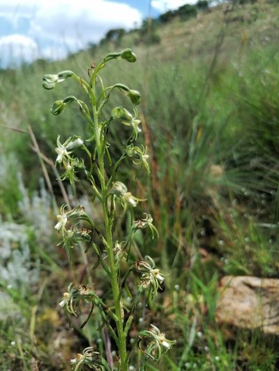 Habenaria galpinii, photographed by Andrew Hankey