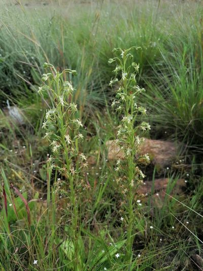 Habenaria galpinii, photographed by Andrew Hankey