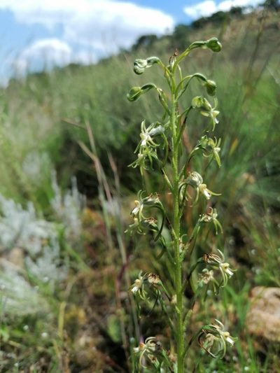 Habenaria galpinii, photographed by Andrew Hankey