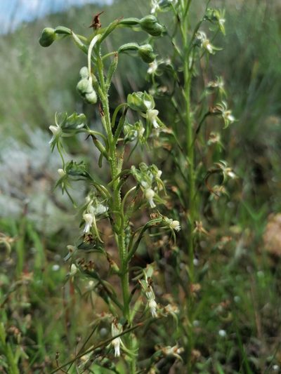 Habenaria galpinii, photographed by Andrew Hankey