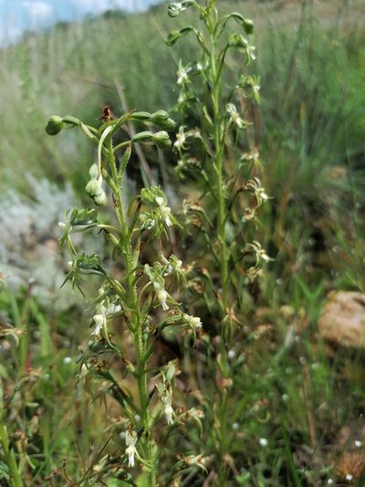 Habenaria galpinii, photographed by Andrew Hankey