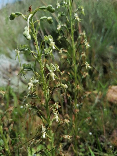 Habenaria galpinii, photographed by Andrew Hankey