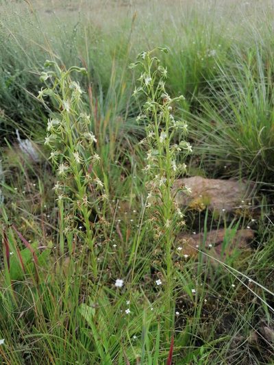 Habenaria galpinii, photographed by Andrew Hankey