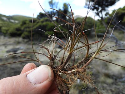 Carex uncifolia, photographed by Santiago Martín-Bravo
