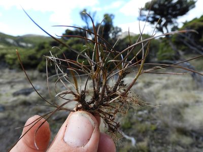 Carex uncifolia, photographed by Santiago Martín-Bravo