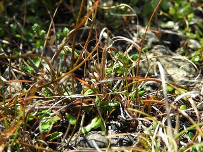 Carex uncifolia, photographed by Santiago Martín-Bravo