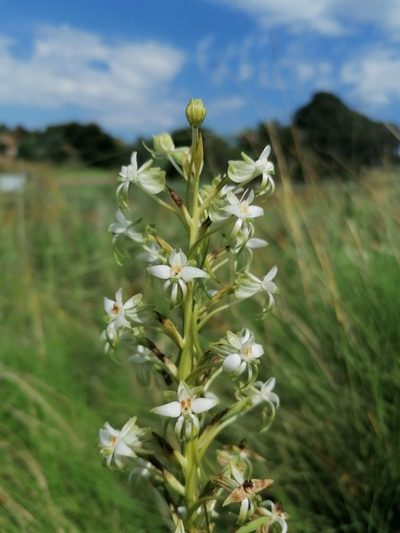 Habenaria afra, photographed by Andrew Hankey