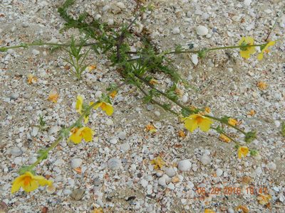 Verbascum pinnatifidum, photographed by Galyna Mykytynets