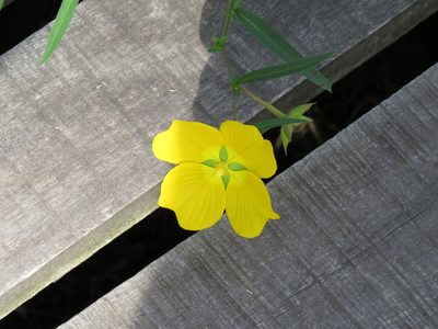 Ludwigia bonariensis, photographed by Ezequiel Vera