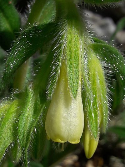 Onosma fastigiata, photographed by Denis Bastianelli