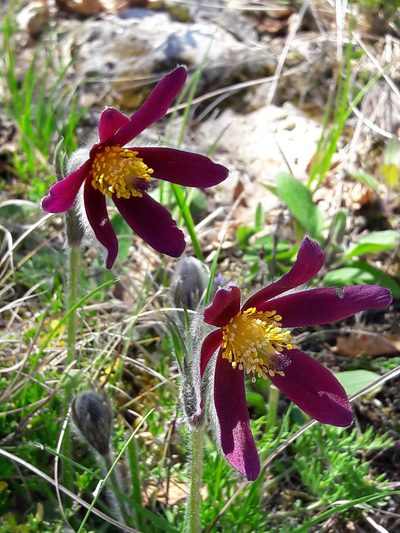 Pulsatilla rubra, photographed by Denis Bastianelli